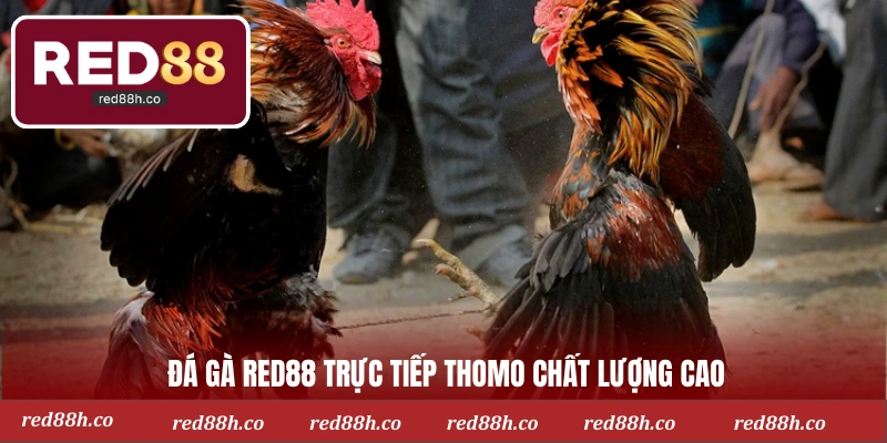 Đá gà RED88 trực tiếp Thomo chất lượng cao